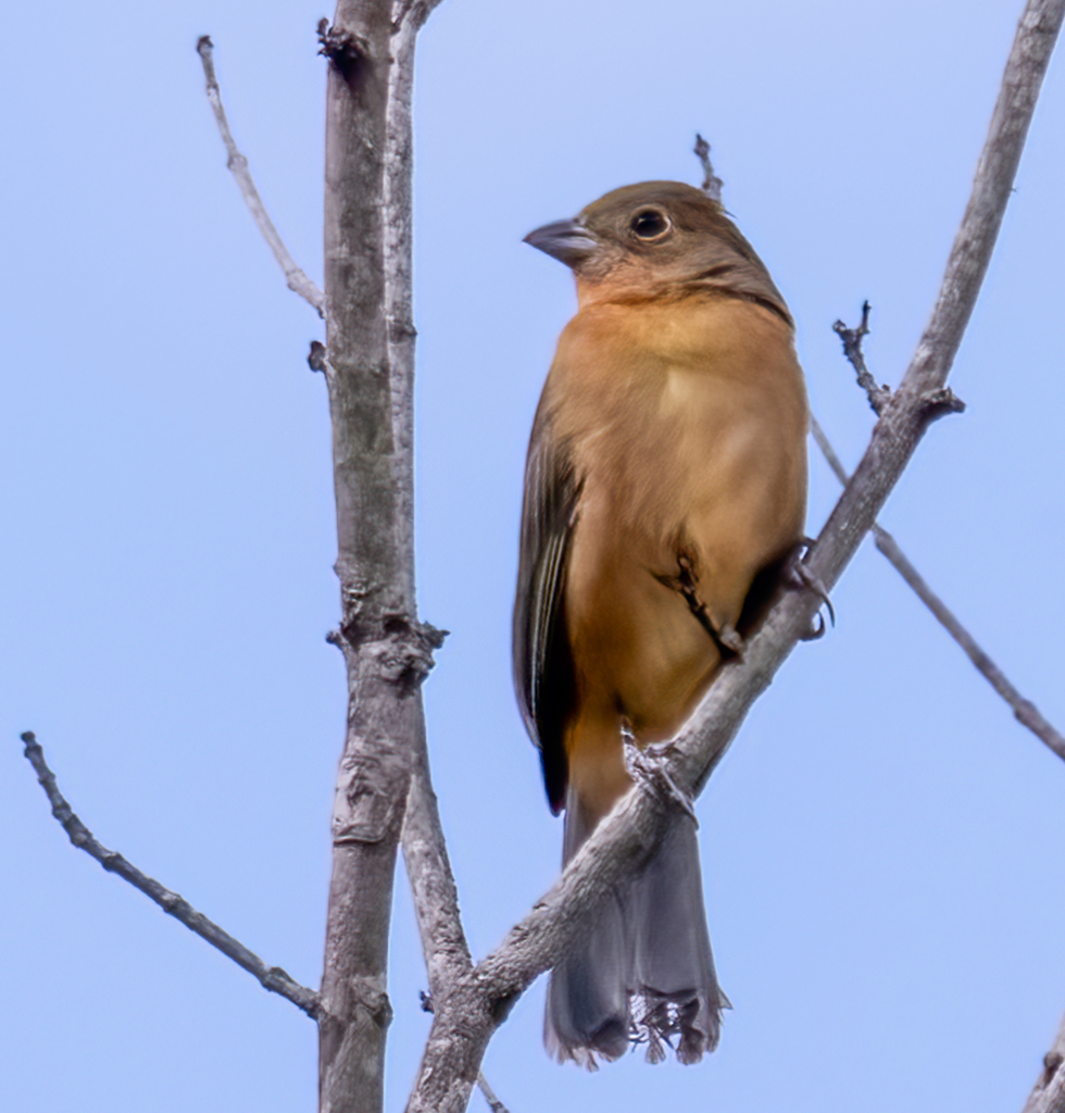 Painted Bunting from 1858 Lock and Dam Rd, Augusta, GA 30906, USA on October 15, 2023 at 0208