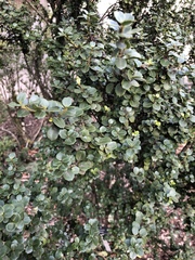 Ilex crenata crenata