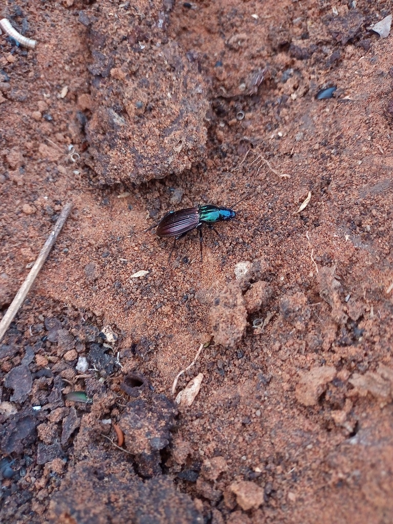 Lobobrachus lacerdae