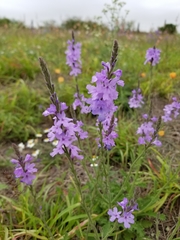 Verbena cloverae