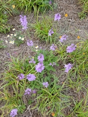 Verbena cloverae