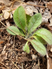 Hieracium venosum