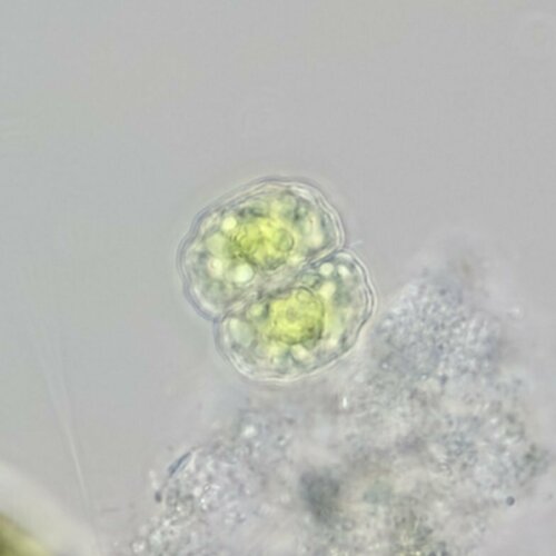 Cosmarium sexnotatum