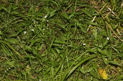 Lobelia anceps