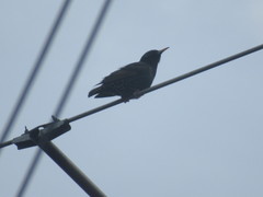 Sturnus vulgaris