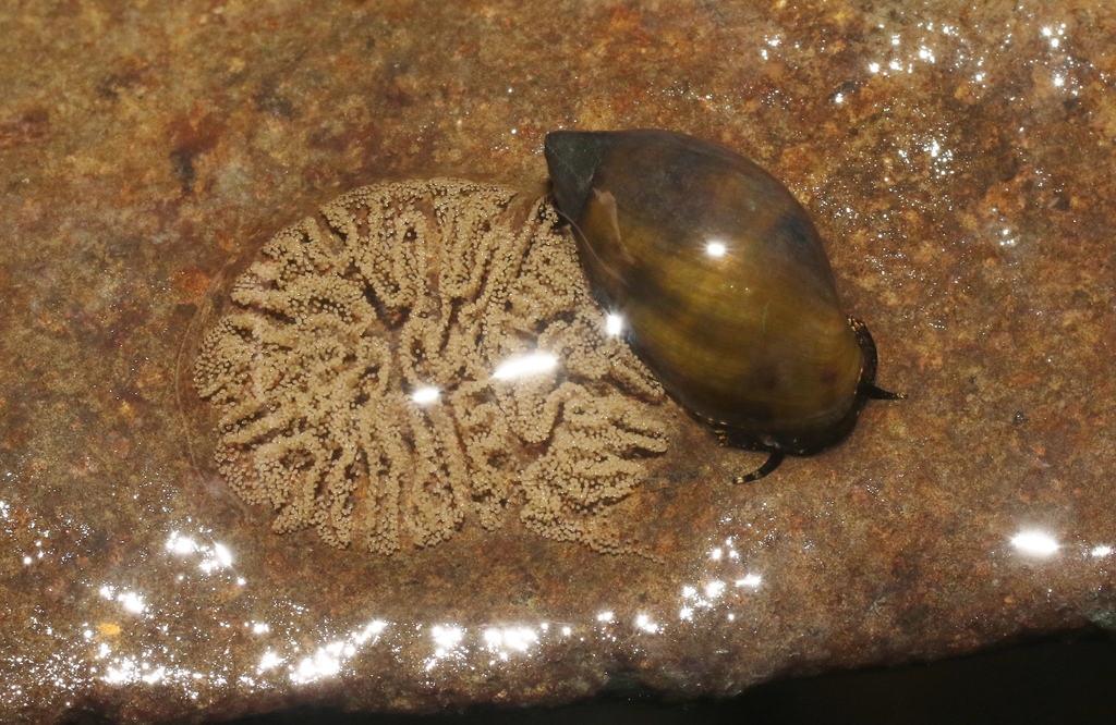 Zemelanopsis trifasciata