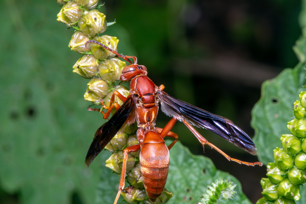 Fine Backed Red Paper Wasp From Lewisville TX USA On October 11 2023