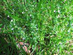 Veronica serpyllifolia serpyllifolia