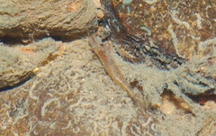 Paratya curvirostris