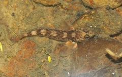 Gobiomorphus huttoni