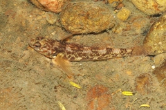 Gobiomorphus huttoni