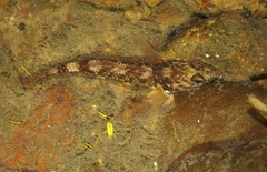 Gobiomorphus huttoni