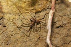 Rhaphidophoroidea