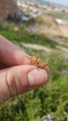 Prionosthenus syriacus