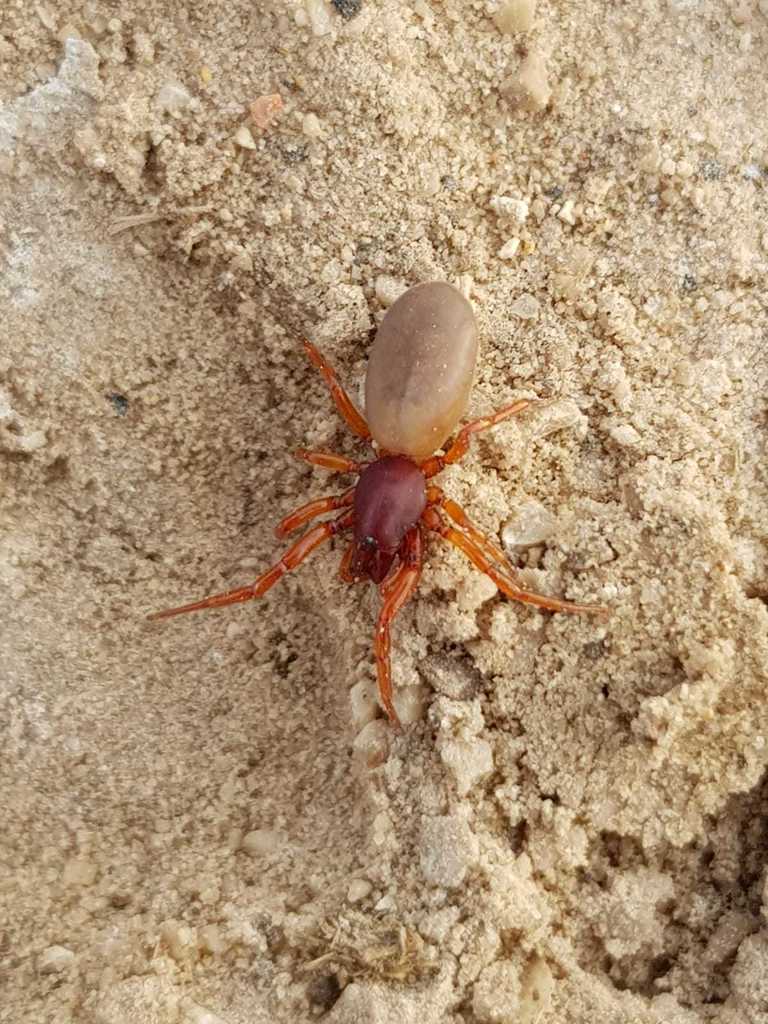Dysdera westringi