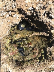 Mytilus californianus