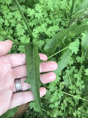 Hypochaeris chillensis
