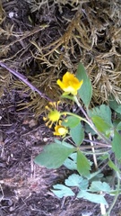 Waldsteinia fragarioides