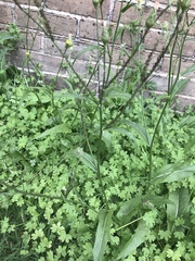 Hypochaeris chillensis