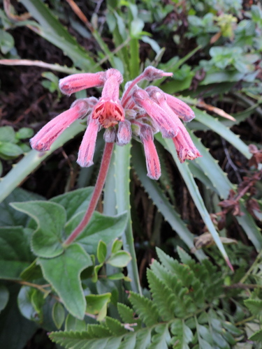 Sinningia polyantha