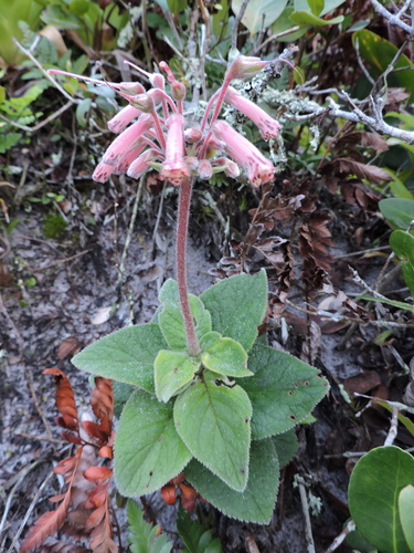 Sinningia polyantha