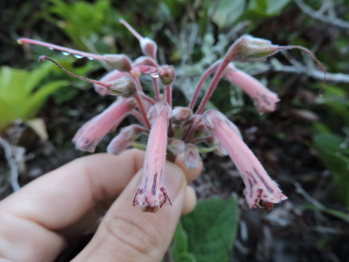 Sinningia polyantha