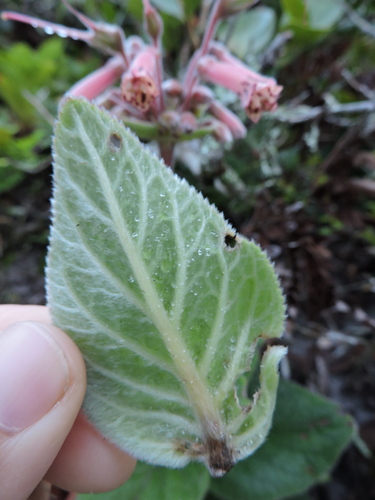 Sinningia polyantha