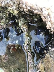 Mytilus californianus
