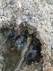 Mytilus californianus