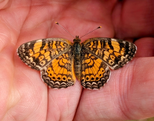 Pearl Crescent photographed in Missouri