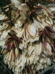 Yucca baccata baccata