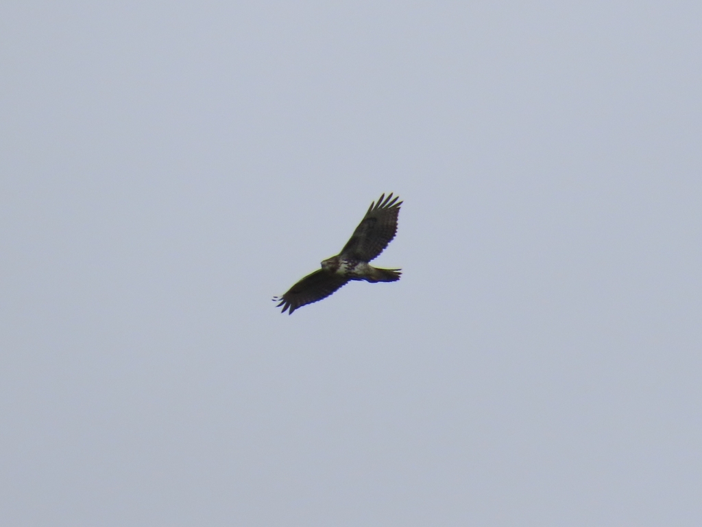 Redtailed Hawk from Echo Bay, ON P0S 1C0, Canada on October 13, 2023