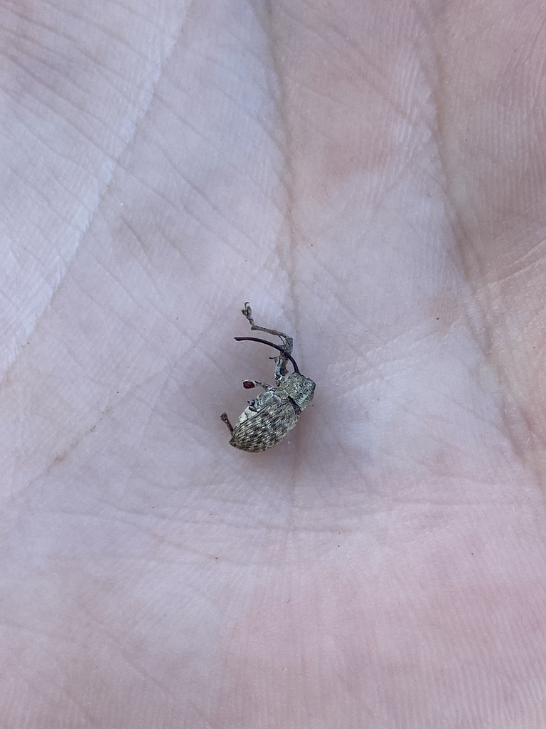 Nut and acorn weevils from fort worth nature center refuge fort