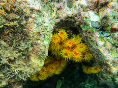 Tubastraea