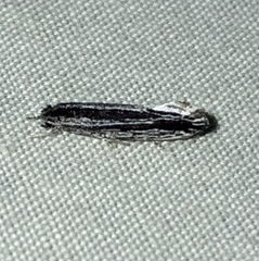 Nemapogon rileyi