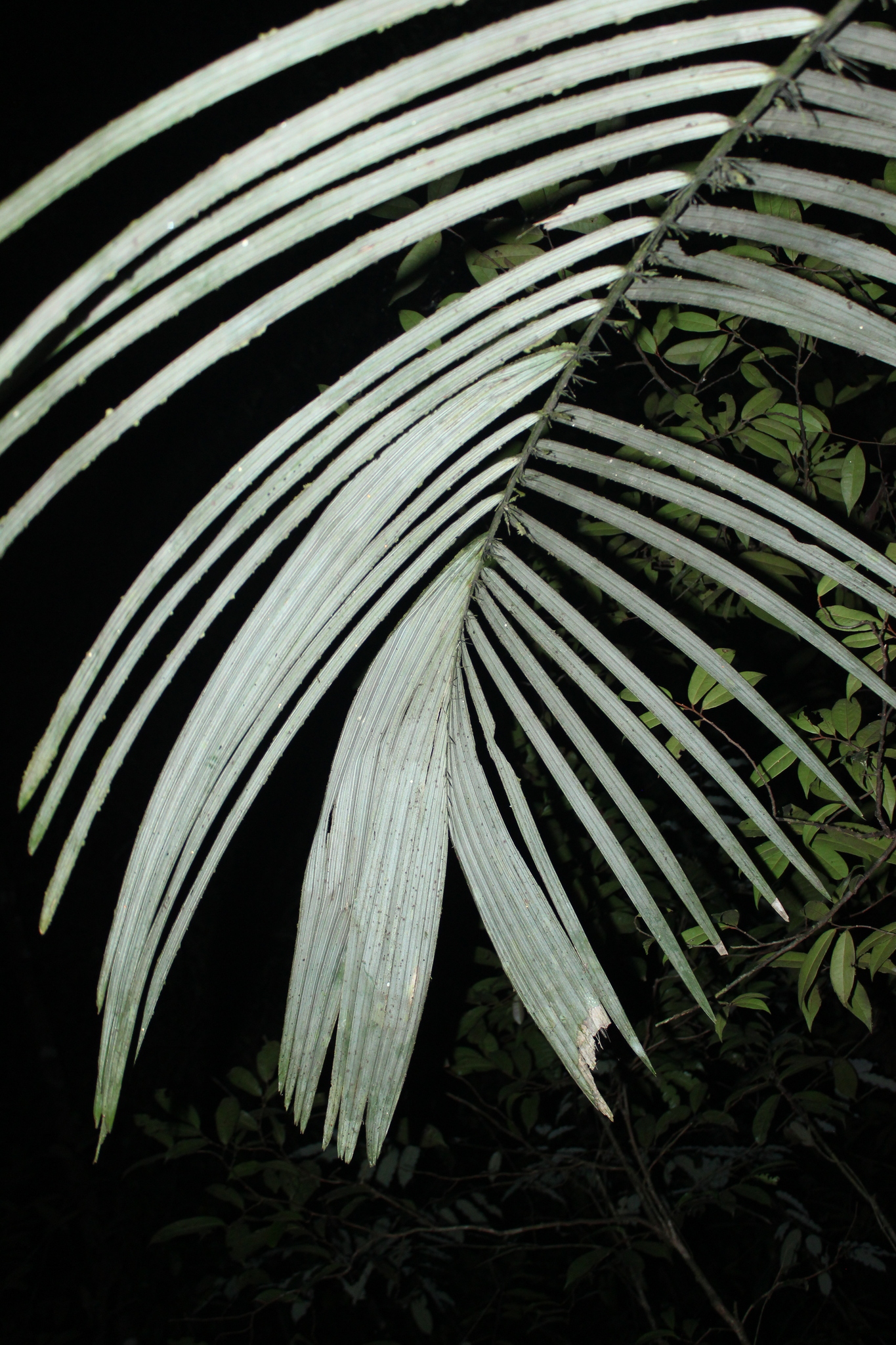 Imagem de Muru-muru