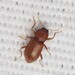 Hexacylloepus ferrugineus - Photo (c) Russell Pfau, some rights reserved (CC BY-NC), uploaded by Russell Pfau