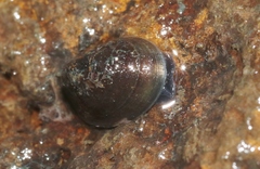 Latia neritoides