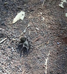Dugesiella anitahoffmannae