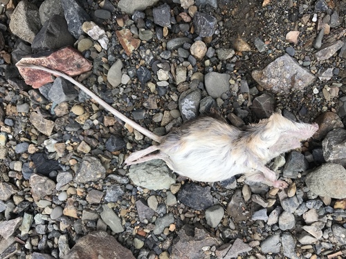 San Diego Pocket Mouse