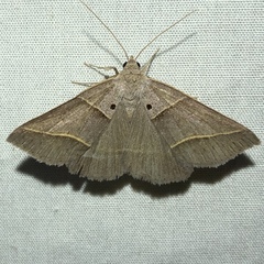 Ptichodis herbarum