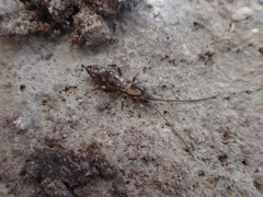 Pogonognathellus elongatus