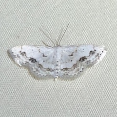 Scopula lautaria