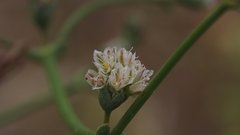 Eriogonum deflexum deflexum