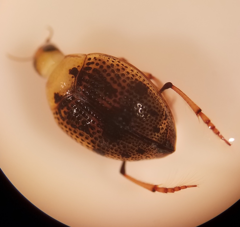 Peltodytes muticus