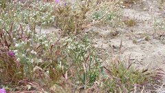 Eriogonum deflexum deflexum