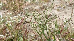 Eriogonum deflexum deflexum