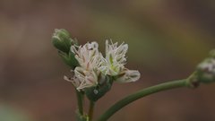 Eriogonum deflexum deflexum