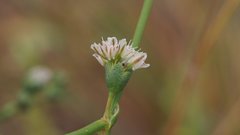 Eriogonum deflexum deflexum