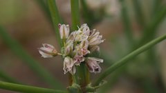 Eriogonum deflexum deflexum